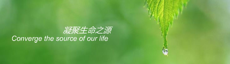 甲帶式給煤機(jī)